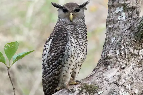 Spot-bellied Eagle-Owl