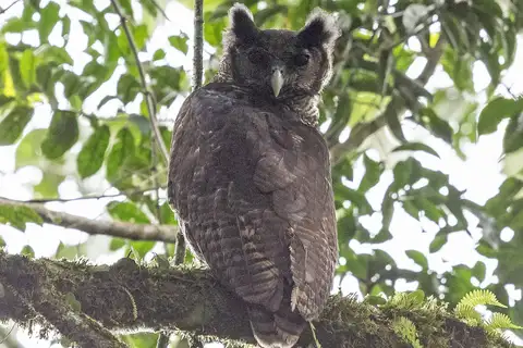 Shelley's Eagle-Owl
