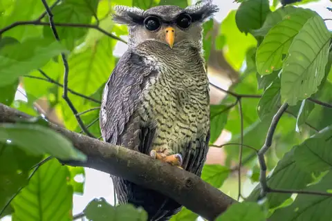 Barred Eagle-Owl