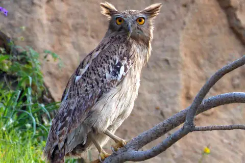Brown Fish Owl