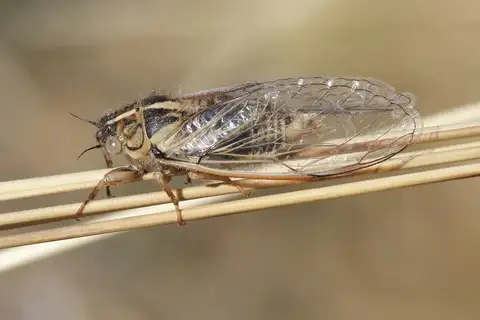 Tussock Cicada