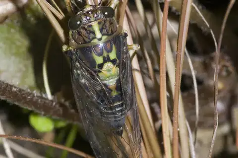 Greater Bronze Cicada