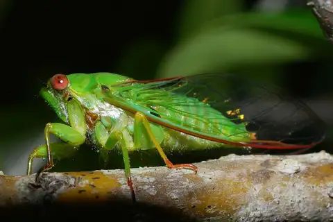 Dugdale's Cicada