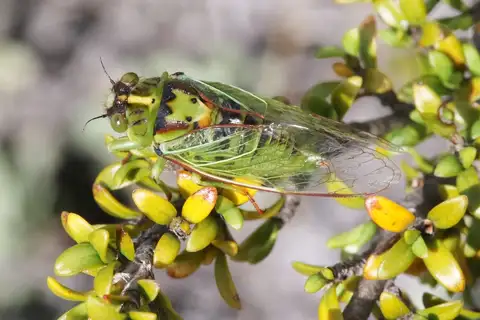 Clock cicada