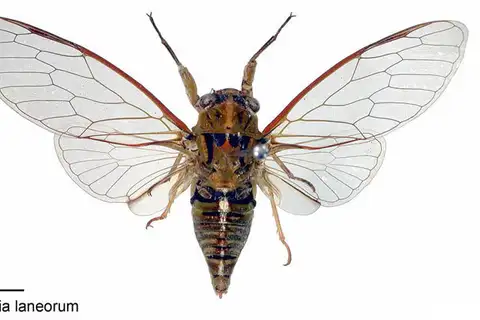 Lanes' Cicada