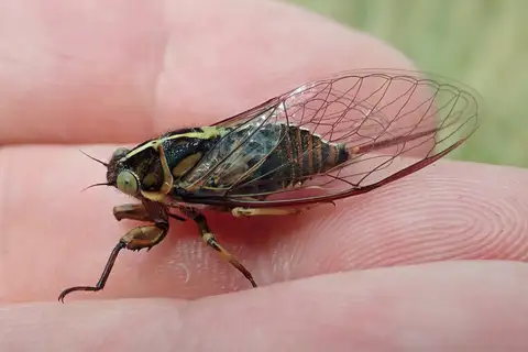Chatham Island cicada
