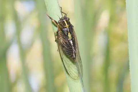 Variable Cicada