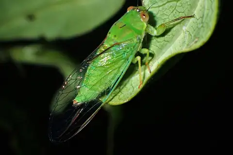 April Green Cicada