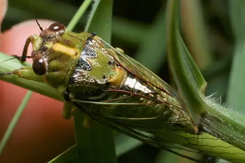 Peg's Cicada