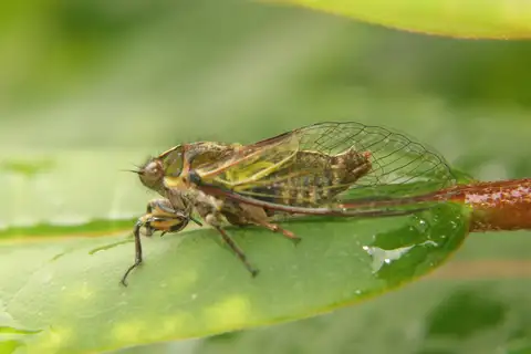 Pink Cicada