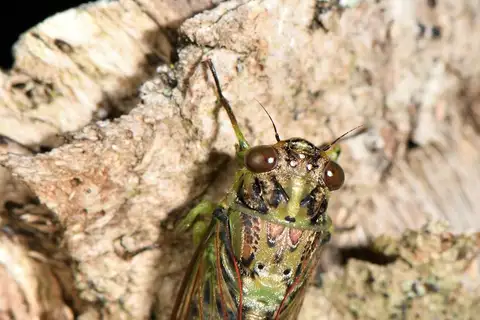 Lesser Bronze Cicada