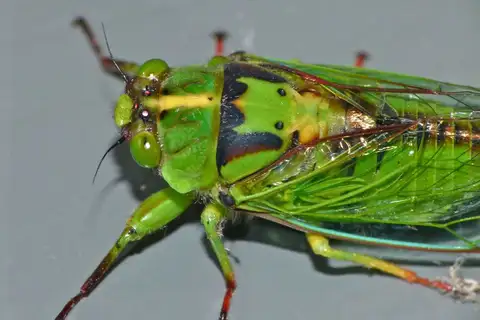 Subalpine Green Cicada
