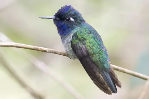 Violet-headed Hummingbird