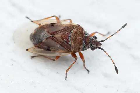 Birch Catkin Bug