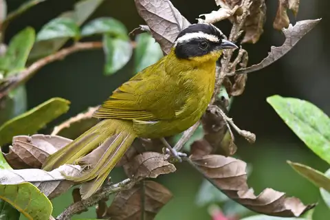 Black-capped Hemispingus