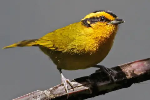 Orange-browed Hemispingus
