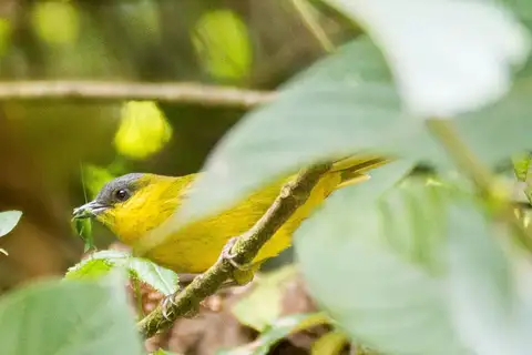Grey-capped Hemispingus