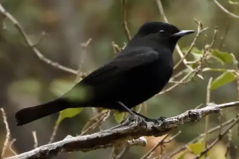 White-winged Black Tyrant