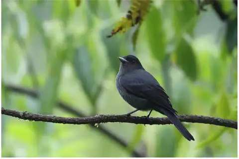 Plumbeous Tyrant