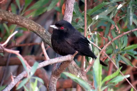 Blue-billed Black Tyrant