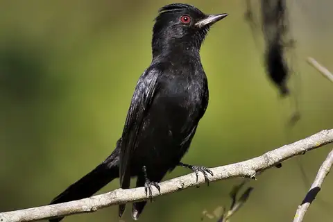 Sao Francisco Black Tyrant