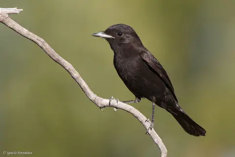 Hudson's Black Tyrant