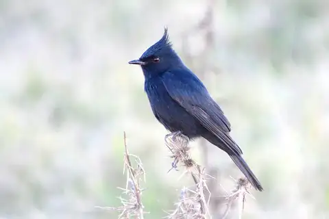Crested Black Tyrant