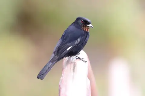 Velvety Black Tyrant