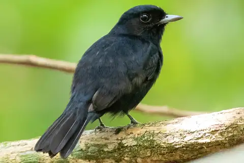 Amazonian Black Tyrant