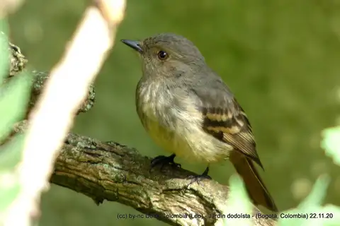 Rufous-tailed Tyrant