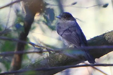 Jelski's Black Tyrant