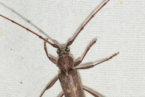 Banded Hickory Borer