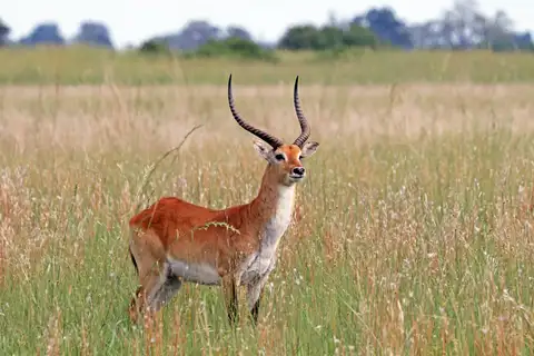 Lechwe
