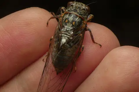 Chitchi Cicada