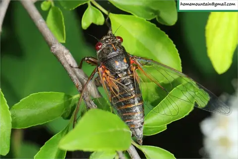 Chitchi Cicada
