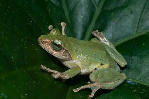 Green Iris Tree Frog