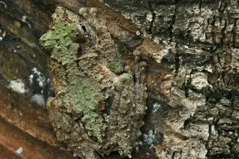 Chasen's Frilled Tree Frog