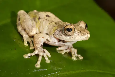 Eiffinger's Tree Frog
