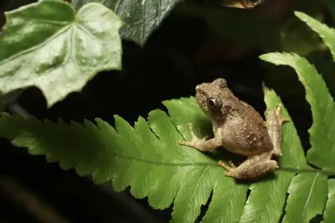 Temple Tree Frog