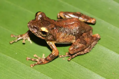 Serrate-legged small treefrog