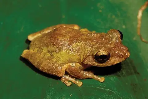 Wang's Tree Frog