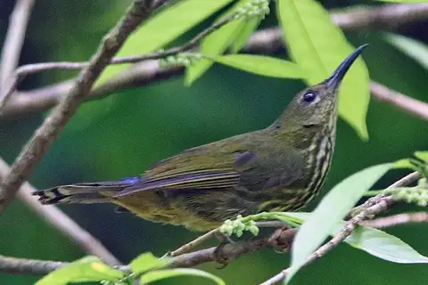 Purple-naped Spiderhunter