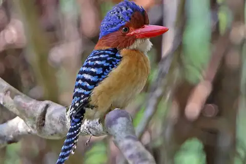 Banded Kingfisher