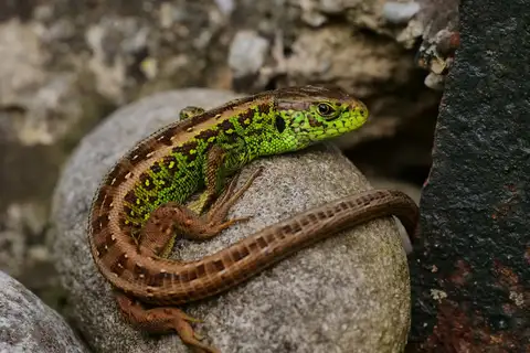 Sand Lizard