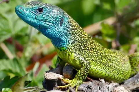 Green Lizard
