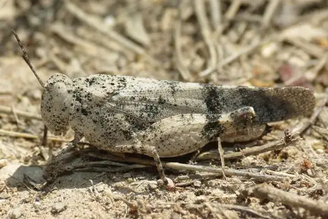 Aztec Grasshopper