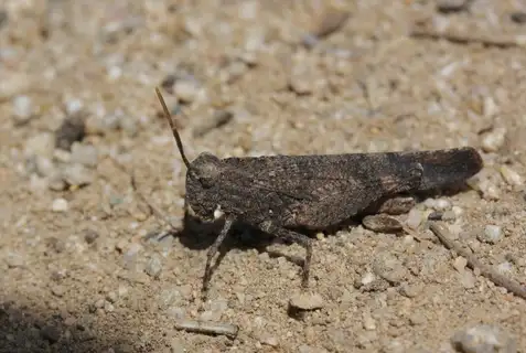 trailside grasshopper