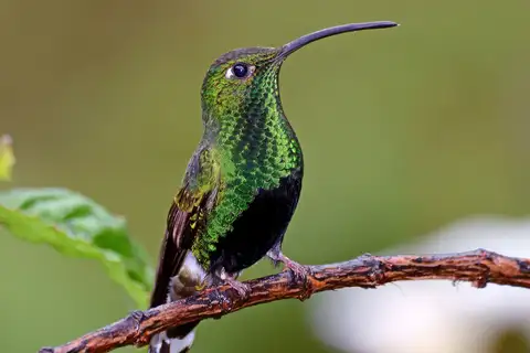 Mountain Velvetbreast