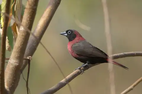 Black-faced Firefinch
