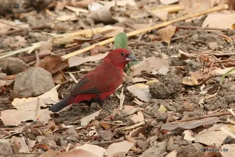 Black-bellied Firefinch